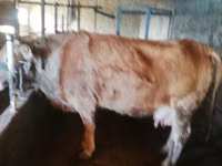 Cow, Latvian Blue cattle — photo 3