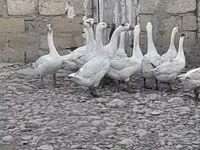 Geese — photo 1