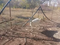 母山羊, Goats — 照片 2