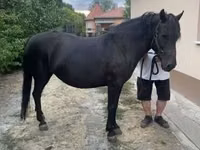 Yegua, Hucul pony — foto 5
