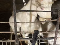 Ziege, Dutch Landrace goats — Foto 1