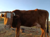 Vaca, Ganado vacuno — foto 3
