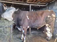 ثور, Simmental cattle — الصورة 3