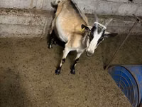 Goat, Saanen goat — photo 8