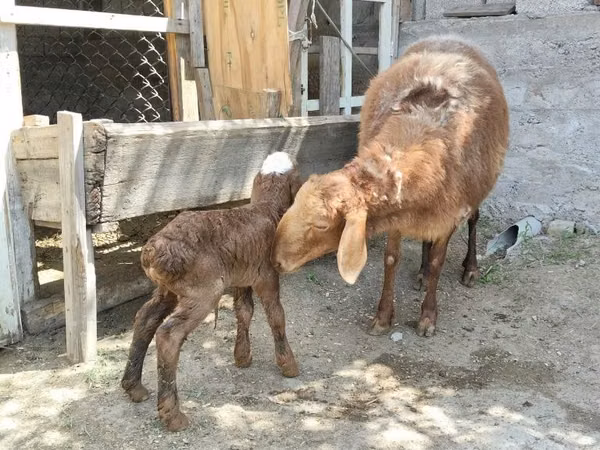 Schaf, Hissar sheep