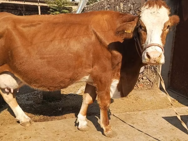 Сиыр, Simmental cattle — Өзбекстан