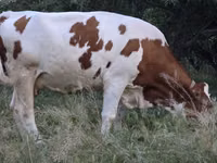 गाय, Simmental cattle — फ़ोटो 3