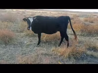 Cow, Simmental cattle — photo 3