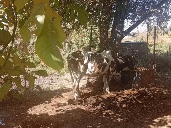 母牛, Cattle