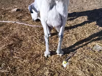 عنزة, Saanen goat — الصورة 1
