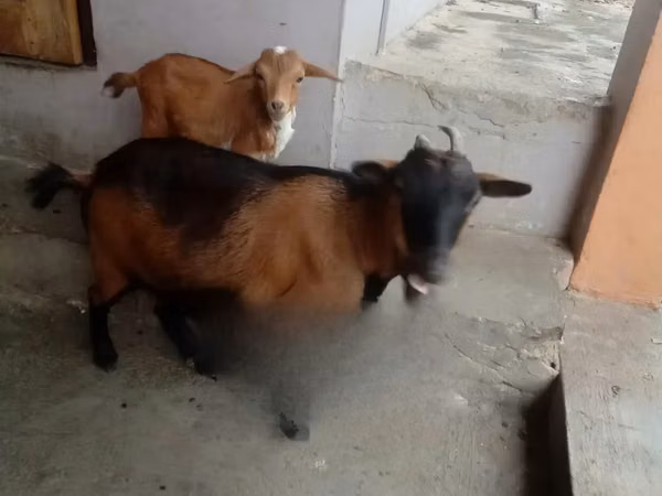 母山羊, Goats