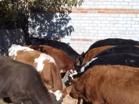 Rinder (Partie, Geschlecht nicht angegeben), Swiss cattle — Foto 1