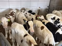 Buqa, Simmental cattle — 4-rasm