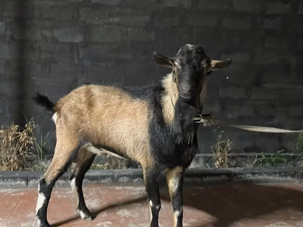 عنزة, Alpine goat