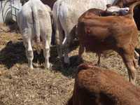 Toro, Vaca Limousin — foto 6