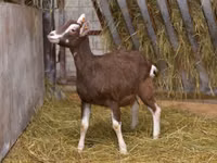 母山羊, Toggenburg goat — 照片 2