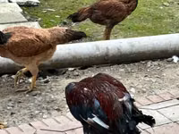 Chickens — फ़ोटो 2