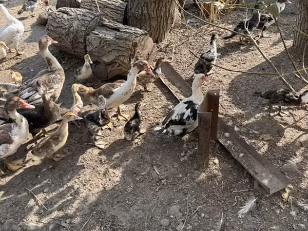 Домашняя мушка