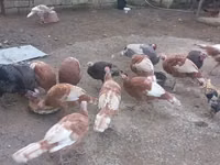 Turkeys — الصورة 7