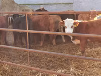 ثور, Simmental cattle — الصورة 2