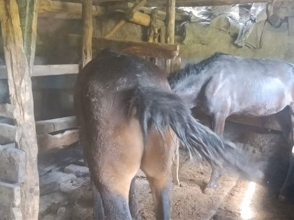 Бээ, Аттар