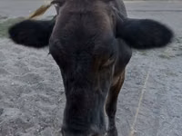 公牛, Swiss cattle — 照片 3