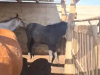 公马, Kazakh horse — 照片 2