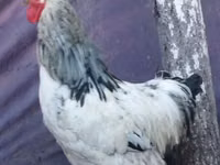 Brahma — Foto 4