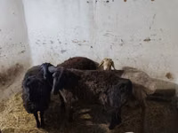 كبش, الأغنام — الصورة 2