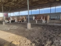 Toro, Simmental cattle — foto 7