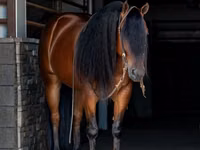 Hengst, Quarter Horse — Foto 2