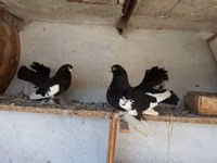 Chickens — Foto 1