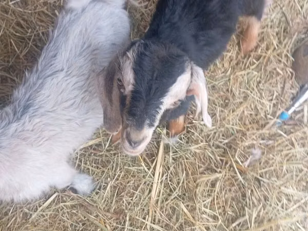 公山羊, Nubian Goat