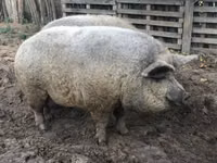 Schweine (Partie, Geschlecht nicht angegeben) — Foto 3