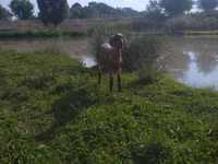 عنزة, Kamori goats — الصورة 3