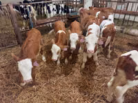 Bulle, Simmental cattle — Foto 4