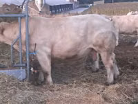 सांड, Charolais cattle — फ़ोटो 1