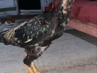 Chickens — Foto 3
