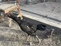 Chickens — Foto 1