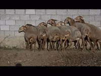 Schaf, Arashan sheep — Foto 2