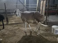Schaf, Afghan Arabi sheep — Foto 2
