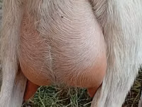 母山羊, Alpine goat — 照片 2
