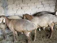 كبش, Rhon sheep — الصورة 2