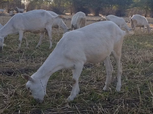 Ziege, Saanen goat — Kirgisistan