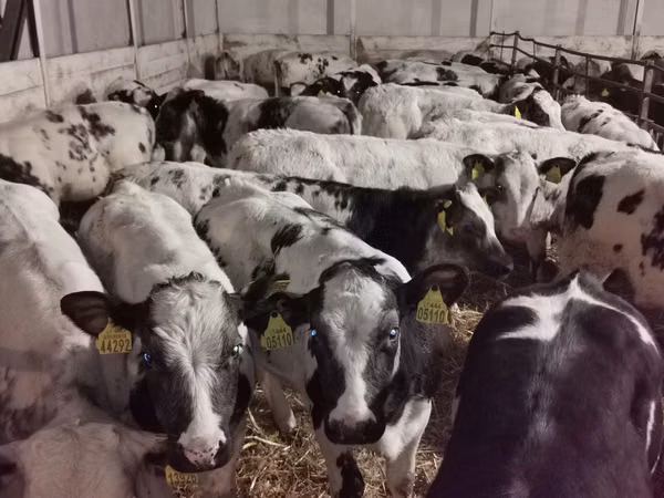 Rinder (Partie, Geschlecht nicht angegeben), Russian Black pied cattle