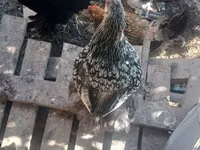 Brahma — Foto 6
