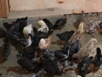Chickens — 3-rasm