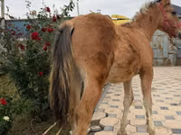 Caballo, Caballos — foto 3