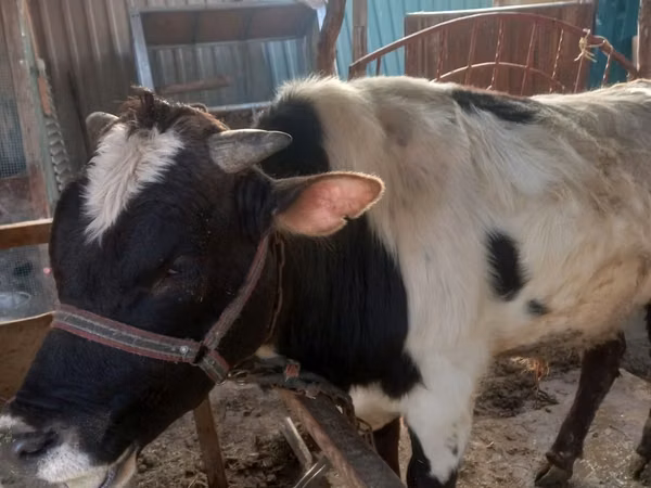 公牛, Cattle — 乌兹别克斯坦