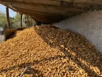 Около 100 тон Кукуруза в початках (кормовая/фуражная) - Урожай в — сүрөт 1